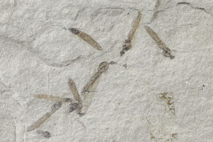 Fossil Cranefly (Tipulidae) Cluster - Green River Formation, Utah #109179